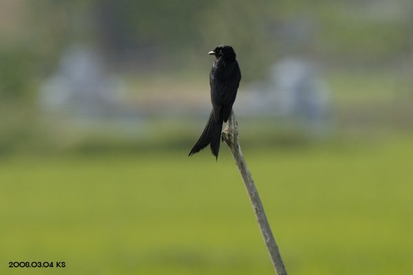 검은바람까마귀